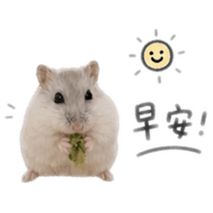 奶糖寶寶鼠
