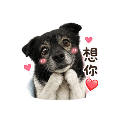 肥豬裝可愛