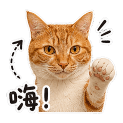 橘勢來襲！薯泥的日常攻佔