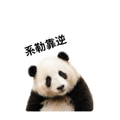 Shan和熊貓2
