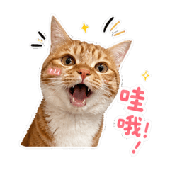 薯泥撒嬌日常-超萌情緒小劇場