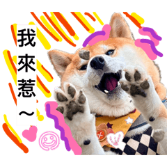 shiba_taco表情多