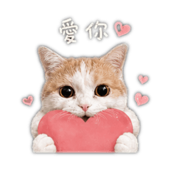 Hey!貓咪