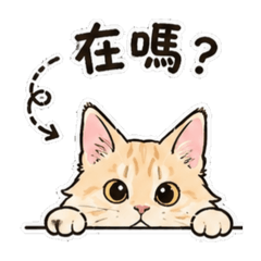 呆萌緬因