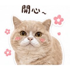 兩隻可愛小貓貓