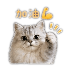 Miku貓貓日常用語