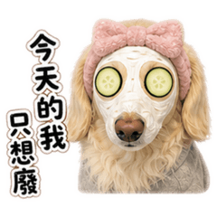 米白臘腸狗 幹話