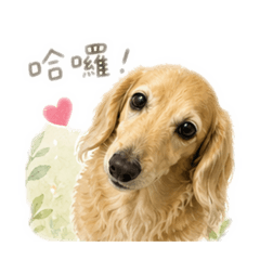 QQ寶臘腸