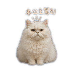 白白公主♡