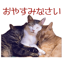 Expressive Cats' Stickers 2