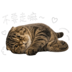 Maputokyo 2