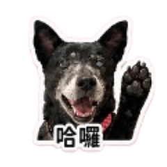 可愛い犬（麻吉）