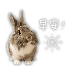 米茶兔几專屬