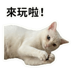 瓜喵喵