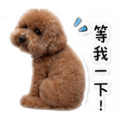 貝貝來啦！（2）