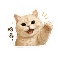 超實用橘子貓貓貼圖