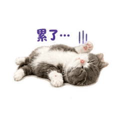 小皮嘎