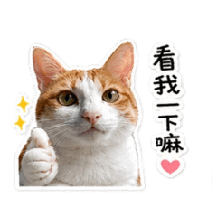 橘白貓療癒日常