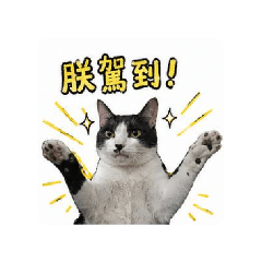 Mino喵皇的內心 OS(賓士奶牛貓)