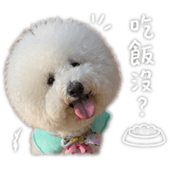 比熊犬呦呼 - 日常篇