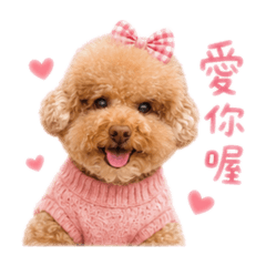 貴賓狗Money