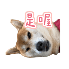 Mochi日常萬用對話集1