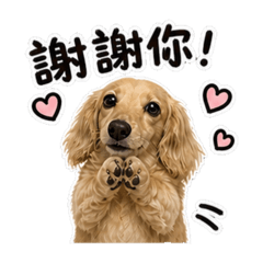 腸腸啾妮與貓咪55