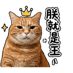 家裡的老大LULU