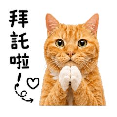 橘貓 安柏喵喵喵日常