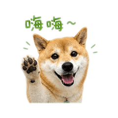 柴犬Q妹日常-2