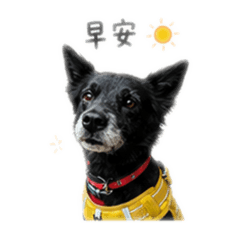 七七最可愛