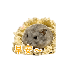 倉鼠の日常2