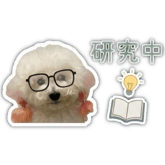 吃貨小狗-工作中