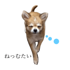 Chihuahua ; Momiji