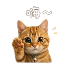 我的波波日記