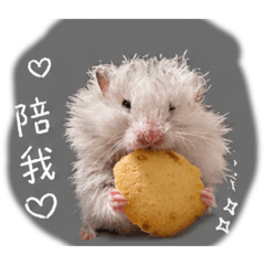 狗鼠之家