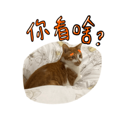 干貝來囉！！
