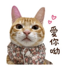 溜丁小寶貝