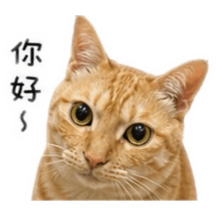 我的仔仔日記
