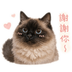 Q版の襪襪