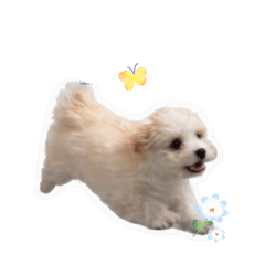 .DoODOo.