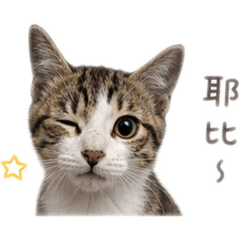 酷奇&品奇 日常貼圖2
