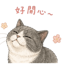 白灰橘的日常續集