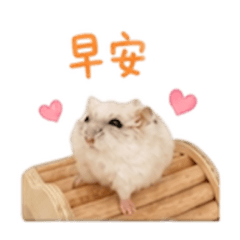 雪球鼠