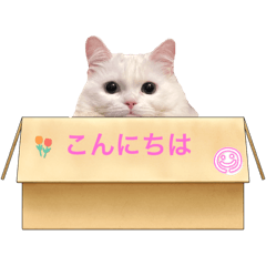 akdaichan_20260513230343