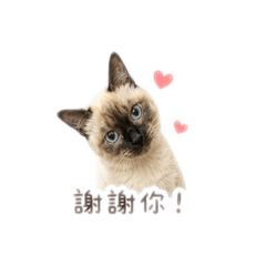 巧克力暹羅貓