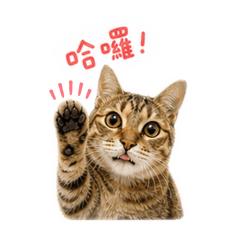 虎斑安安的日常貼圖♡