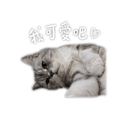 騷B小貓