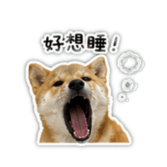 豆皮の日常用語