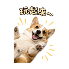 柯基戲很多